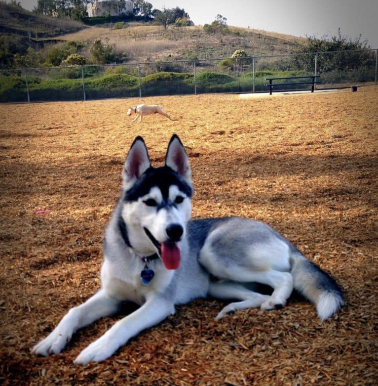 Buck, a Siberian Husky and German Shepherd Dog mix tested with EmbarkVet.com