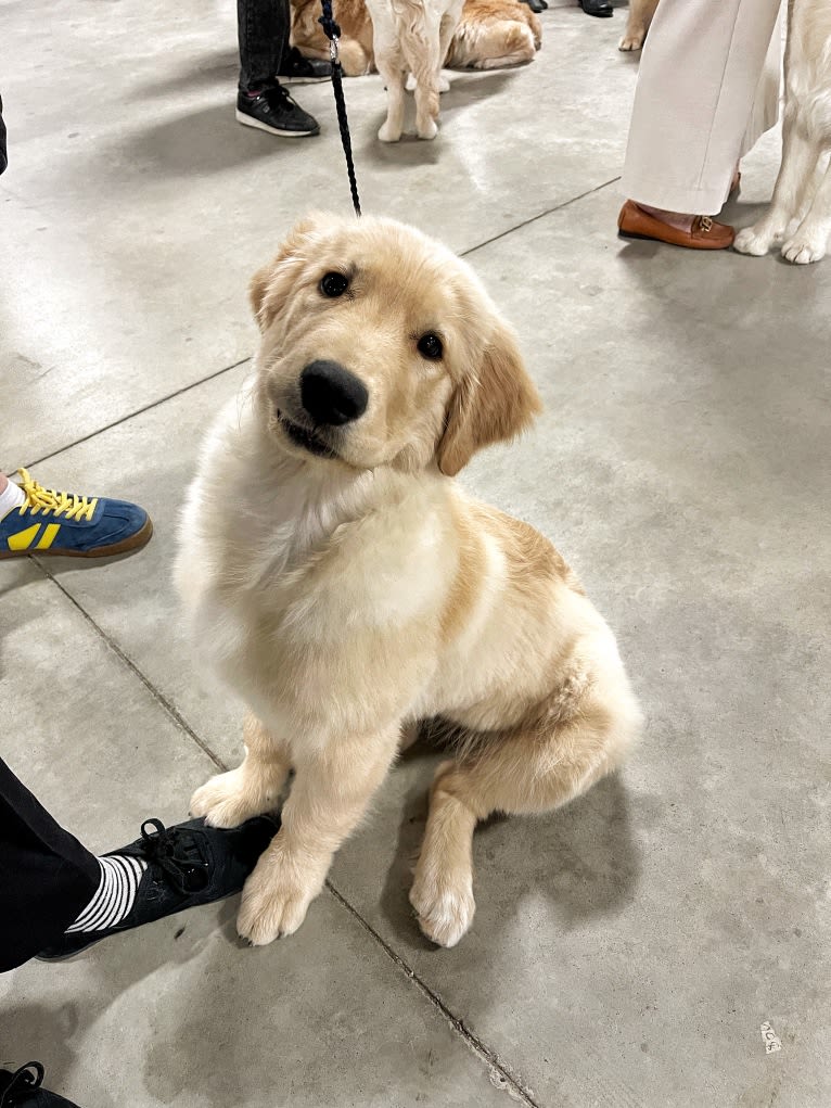 Alita, a Golden Retriever tested with EmbarkVet.com
