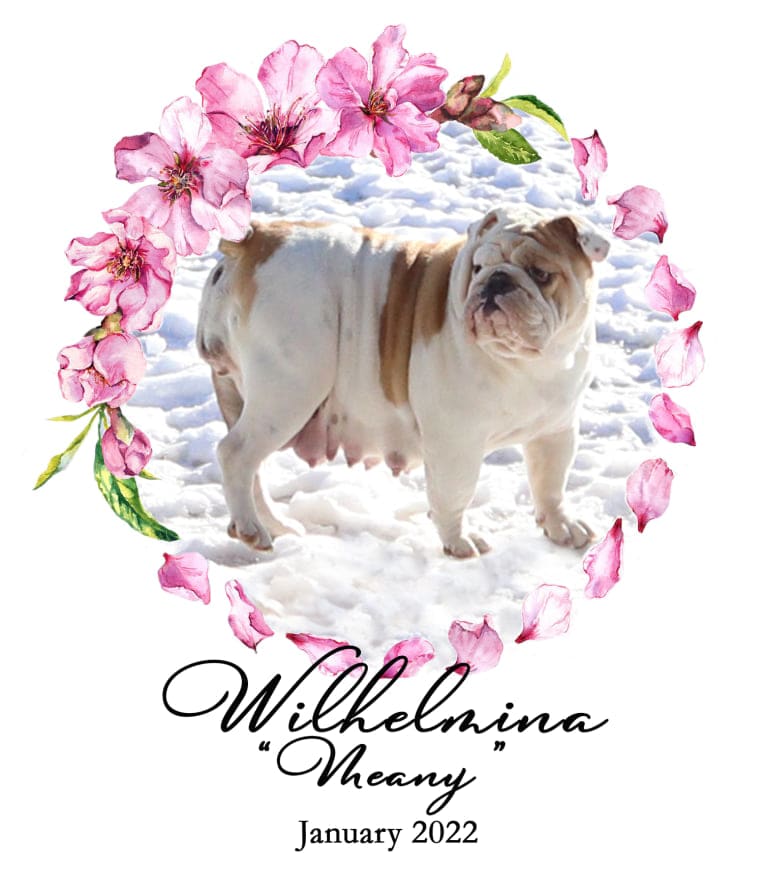 Wilhelmina, a Bulldog tested with EmbarkVet.com