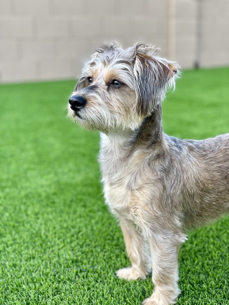 Cali, a Chihuahua and Miniature Schnauzer mix tested with EmbarkVet.com