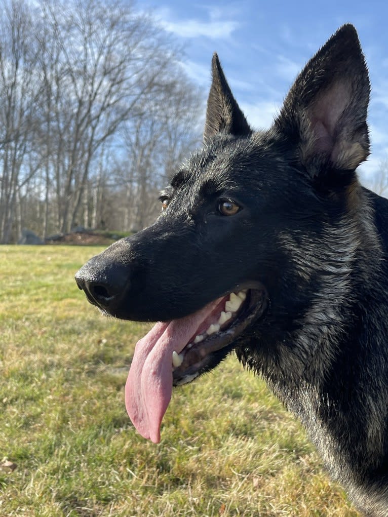 Egypt, a German Shepherd Dog tested with EmbarkVet.com