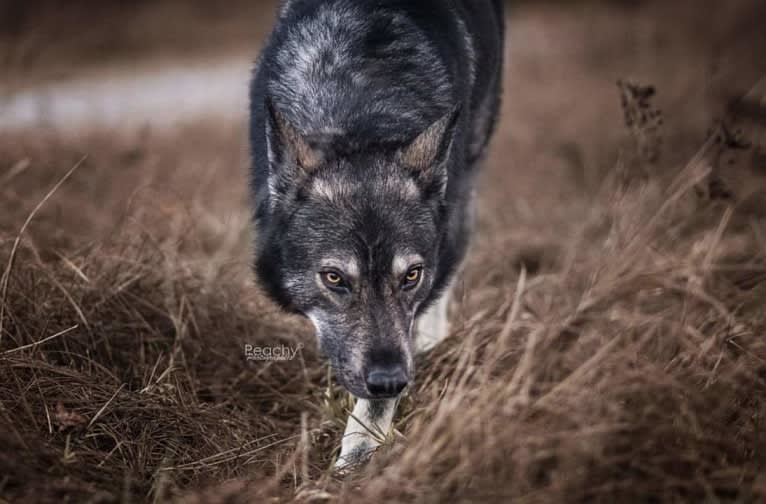 Bran, a German Shepherd Dog and Saarloos Wolfdog mix tested with EmbarkVet.com