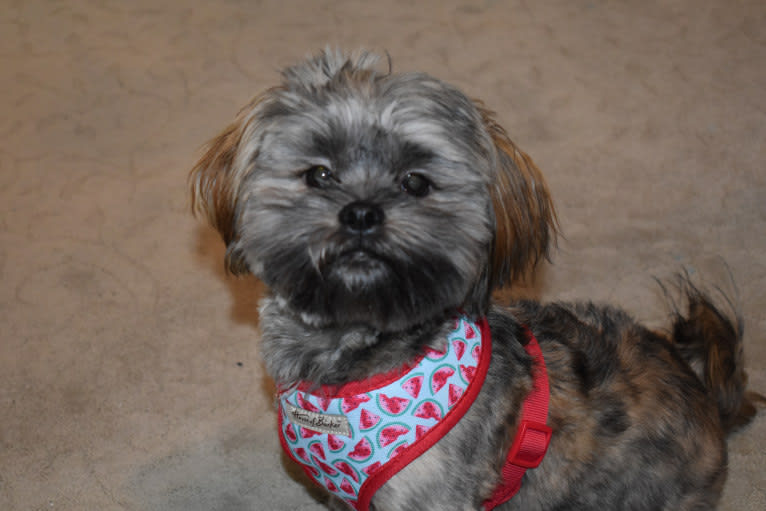 Leonardo da Vinci, a Shih Tzu and Yorkshire Terrier mix tested with EmbarkVet.com