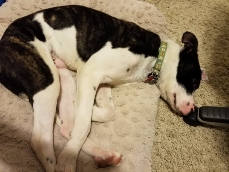 Little Bear, an American Pit Bull Terrier and American Bully mix tested with EmbarkVet.com