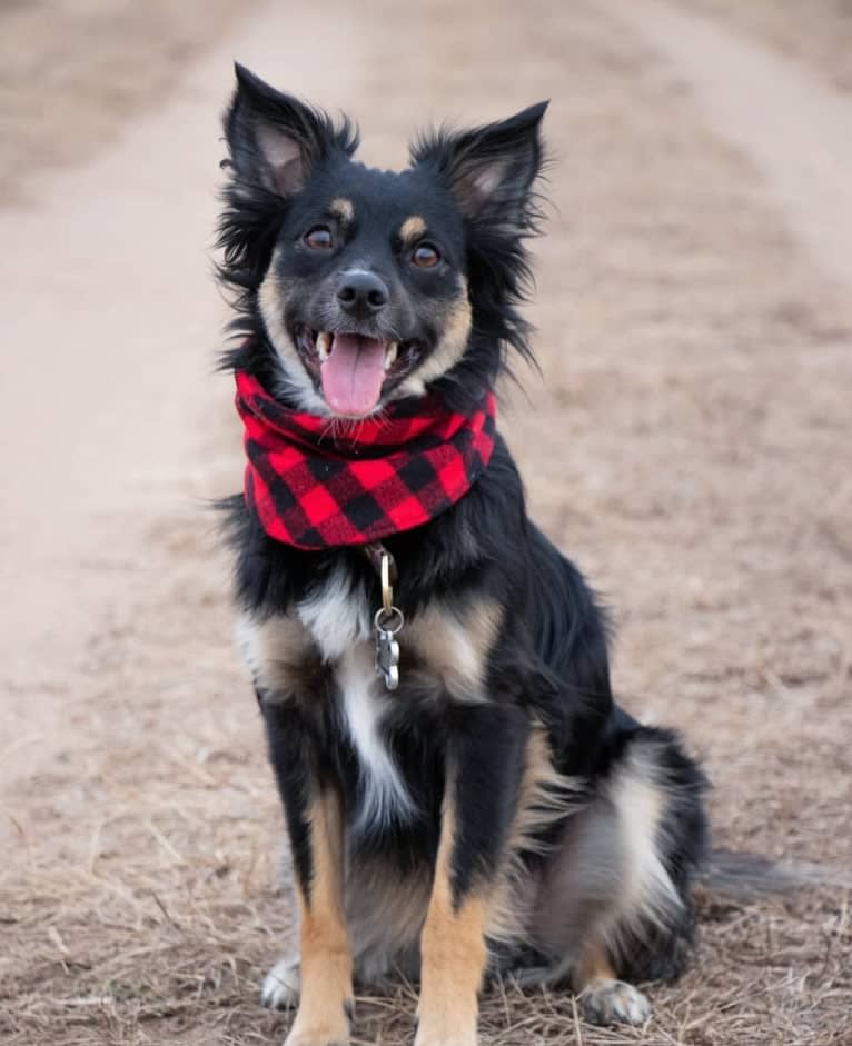 Cooper, an English Shepherd and Pomeranian mix tested with EmbarkVet.com