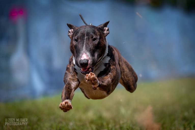 Dippy, a Bull Terrier tested with EmbarkVet.com