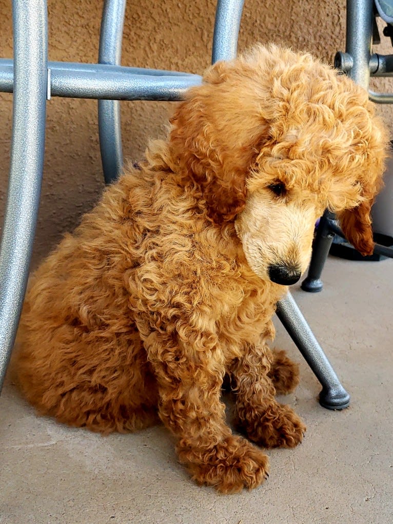 Sir Luka Barron of Glenn-Evers Performance Poodles, a Poodle (Standard) tested with EmbarkVet.com