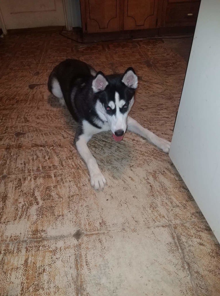 Haiku, a Siberian Husky tested with EmbarkVet.com