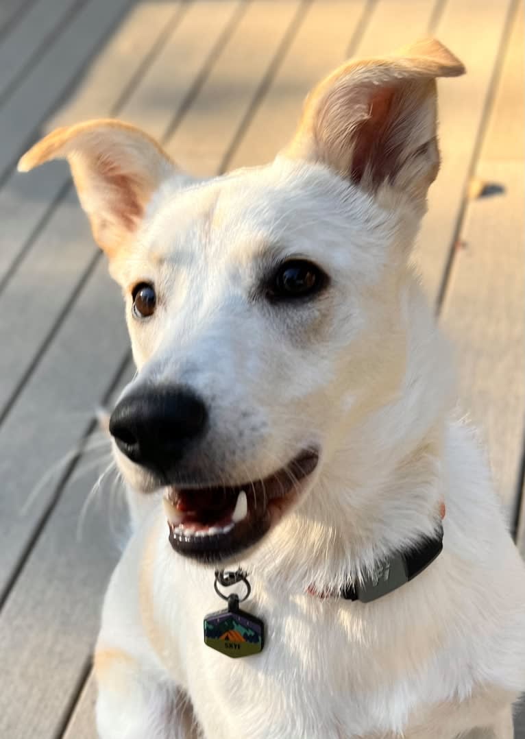 Skye, a Great Pyrenees and Australian Shepherd mix tested with EmbarkVet.com