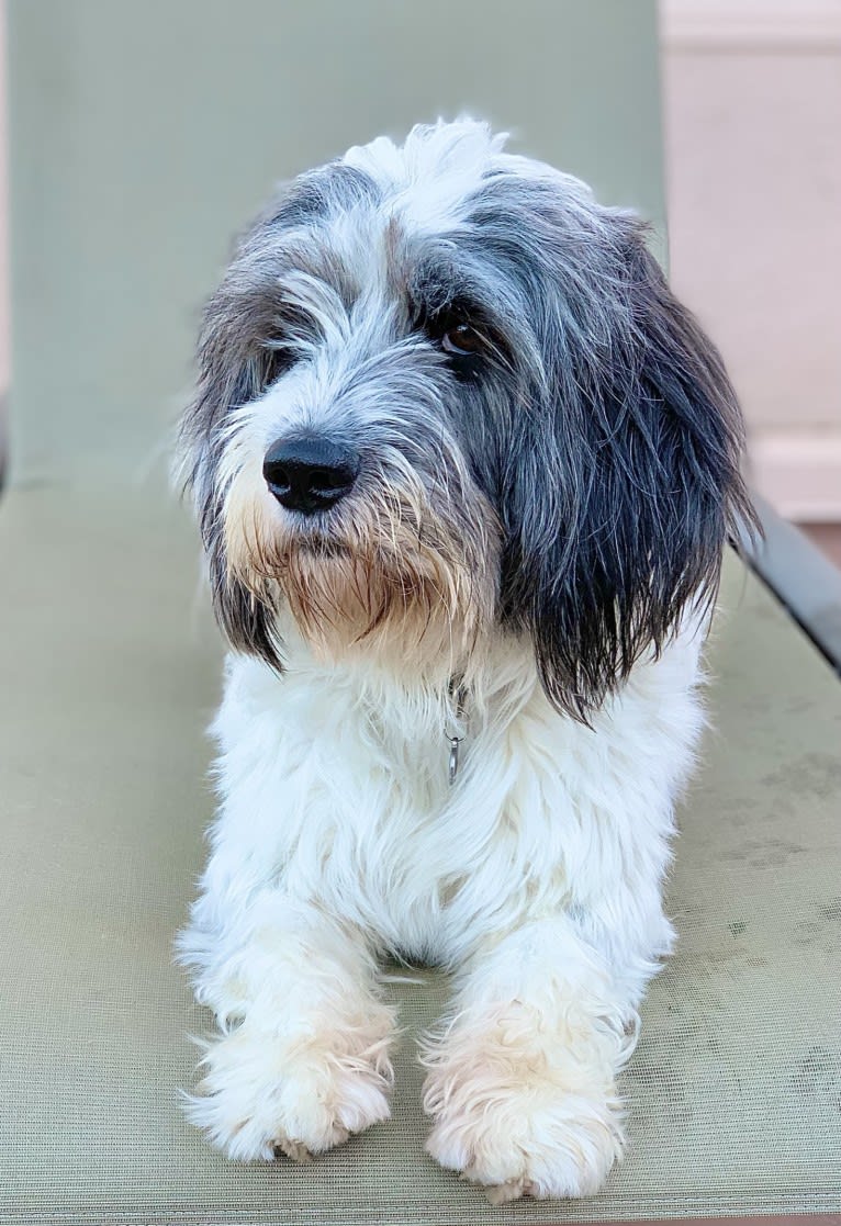 Henry, a Poodle (Small) and Pomeranian mix tested with EmbarkVet.com