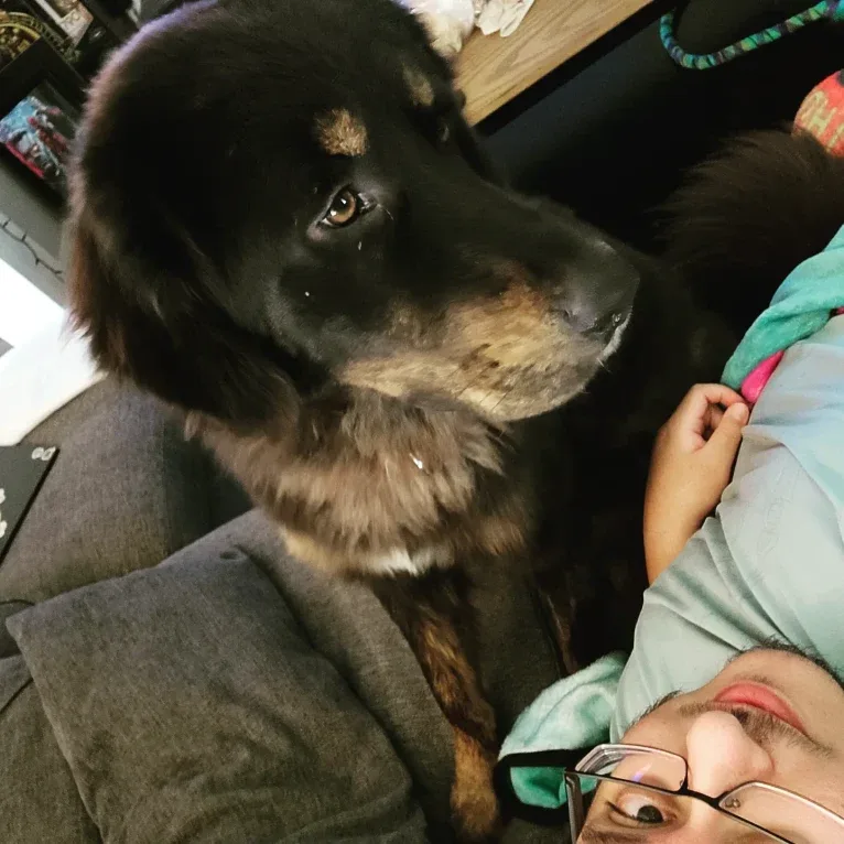 Morax, a Tibetan Mastiff and Poodle (Standard) mix tested with EmbarkVet.com