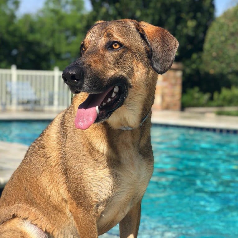 Moshe-Moo, a German Shepherd Dog and Beagle mix tested with EmbarkVet.com