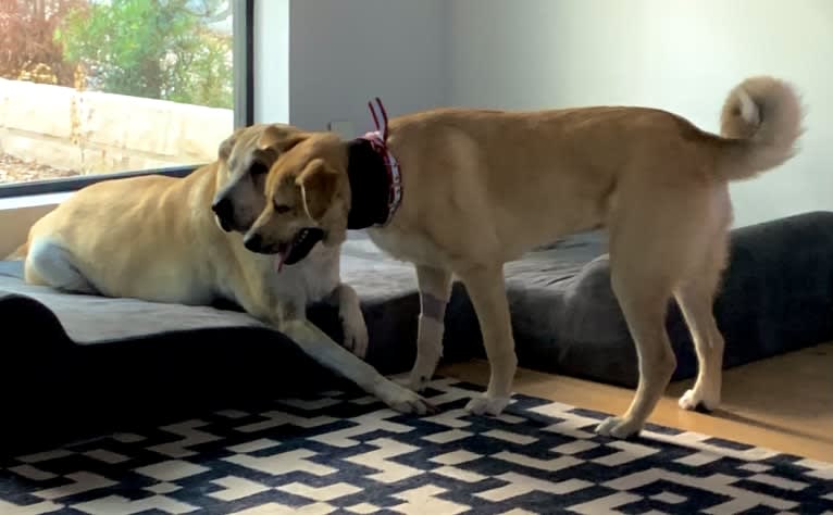 Louise, a Great Pyrenees and American Pit Bull Terrier mix tested with EmbarkVet.com