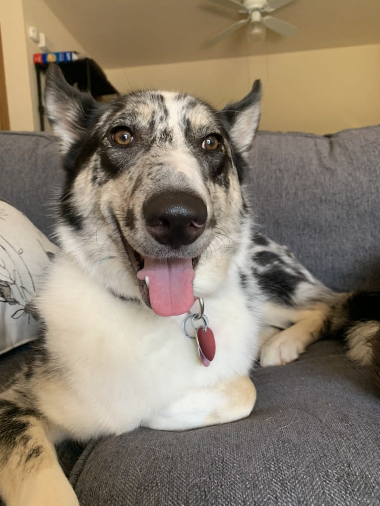 Carmen, a Collie and Siberian Husky mix tested with EmbarkVet.com