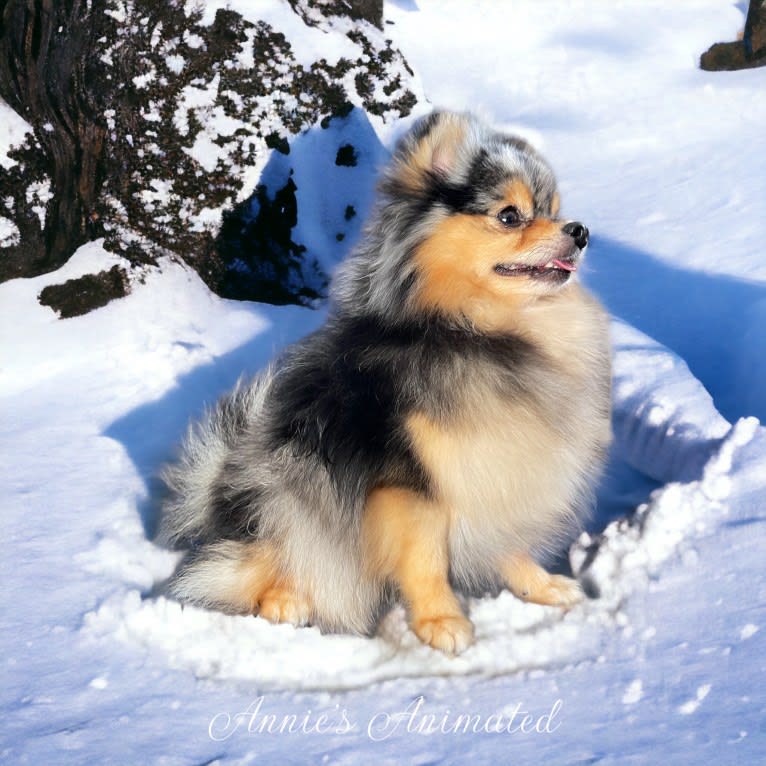 Bella, a Pomeranian tested with EmbarkVet.com