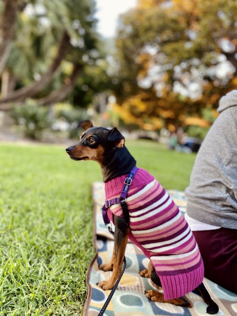 Siena, a Miniature Pinscher and Chihuahua mix tested with EmbarkVet.com