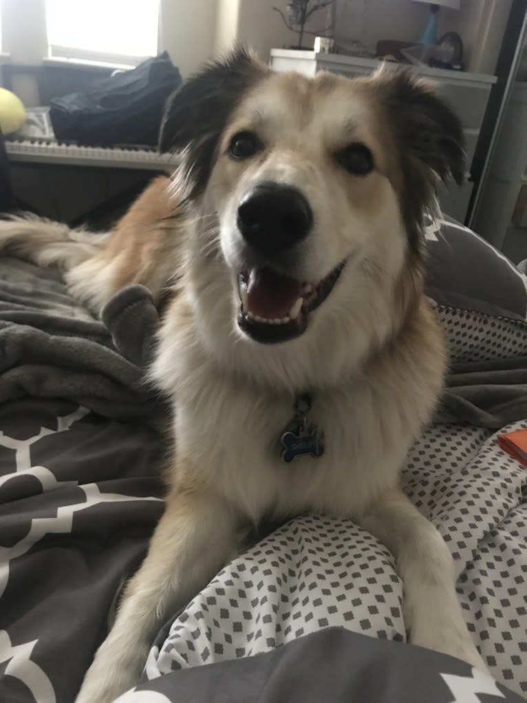 Shelby, a Border Collie and Great Pyrenees mix tested with EmbarkVet.com