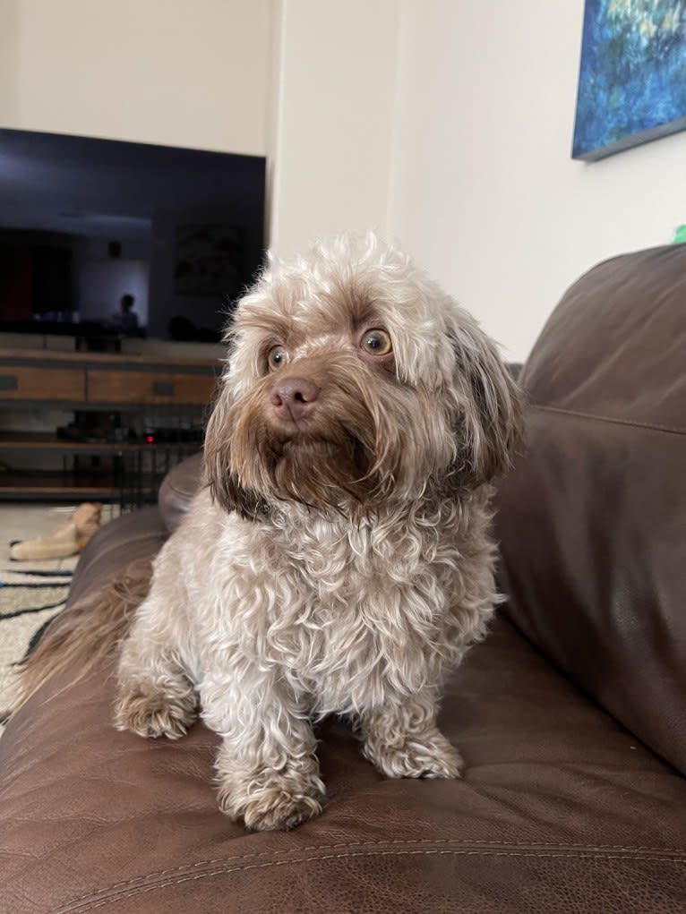 Coco, a Havanese tested with EmbarkVet.com