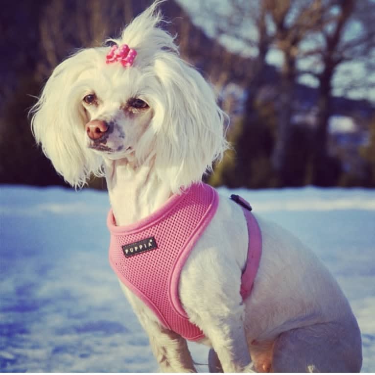 Aywa, a Chinese Crested tested with EmbarkVet.com