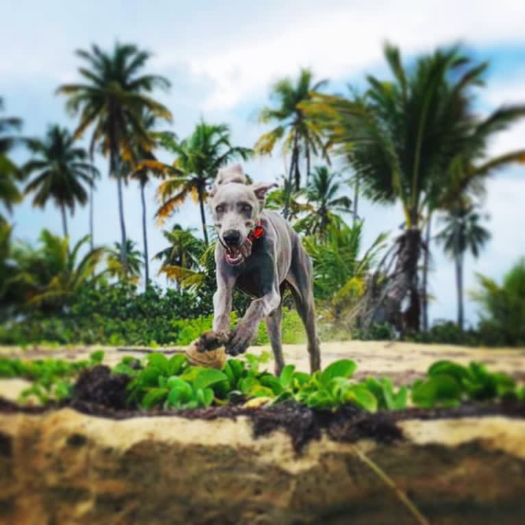 Arya the Weim, a Weimaraner tested with EmbarkVet.com