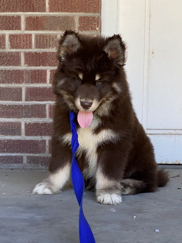 Khepri, a Siberian Husky tested with EmbarkVet.com