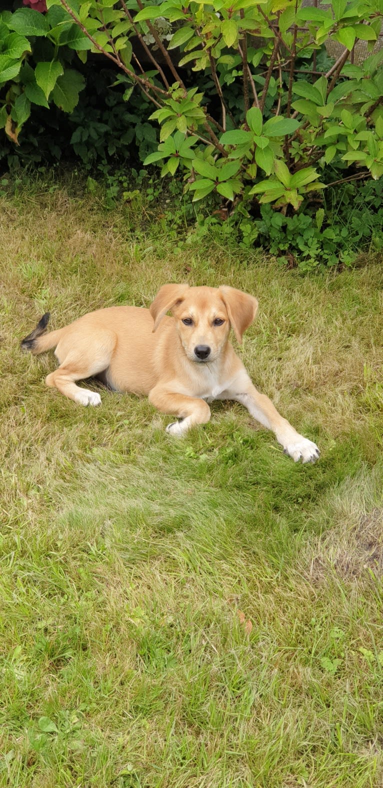 Donna, an Eastern European Village Dog tested with EmbarkVet.com