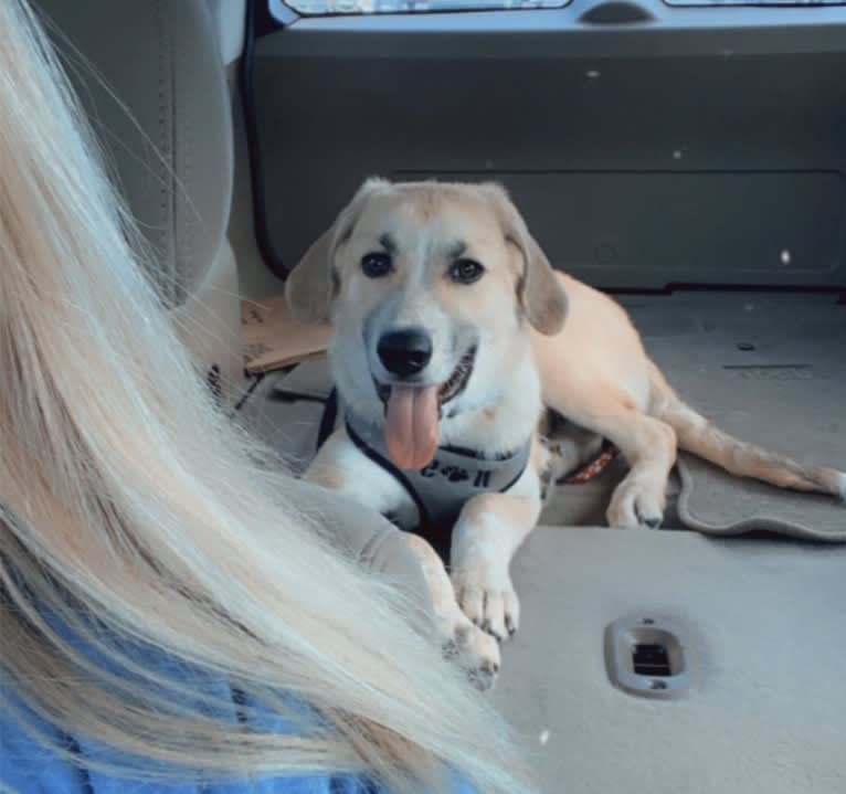 Maverick, a Great Pyrenees and Australian Shepherd mix tested with EmbarkVet.com