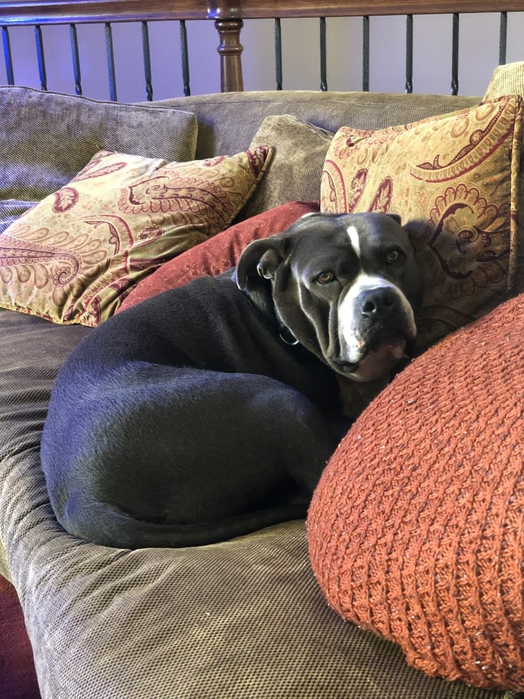 Higgins, an American Bully tested with EmbarkVet.com