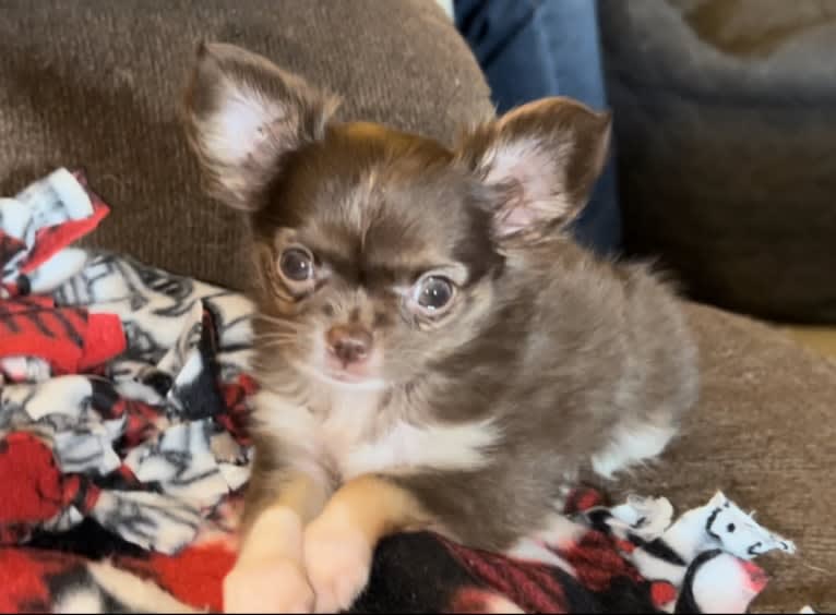 Kiwi, a Chihuahua tested with EmbarkVet.com