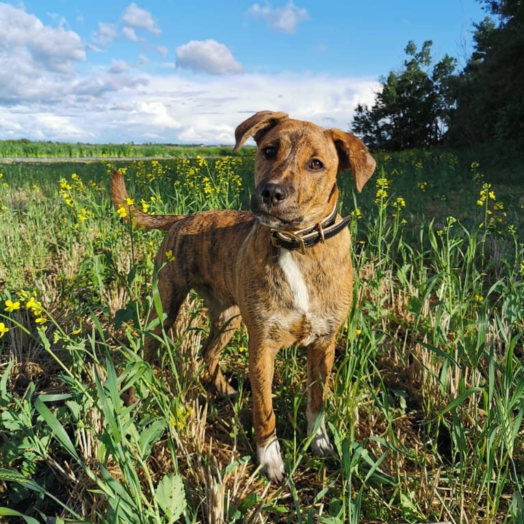 Boston, an American Pit Bull Terrier and Saint Bernard mix tested with EmbarkVet.com