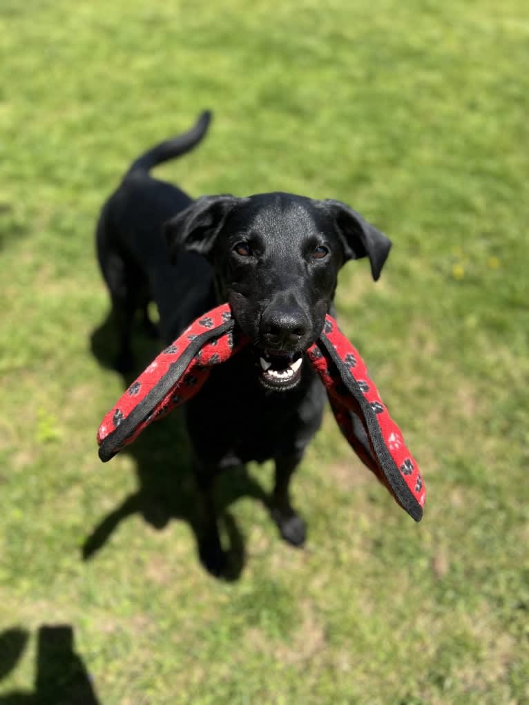 George, a Labrador Retriever and Belgian Malinois mix tested with EmbarkVet.com