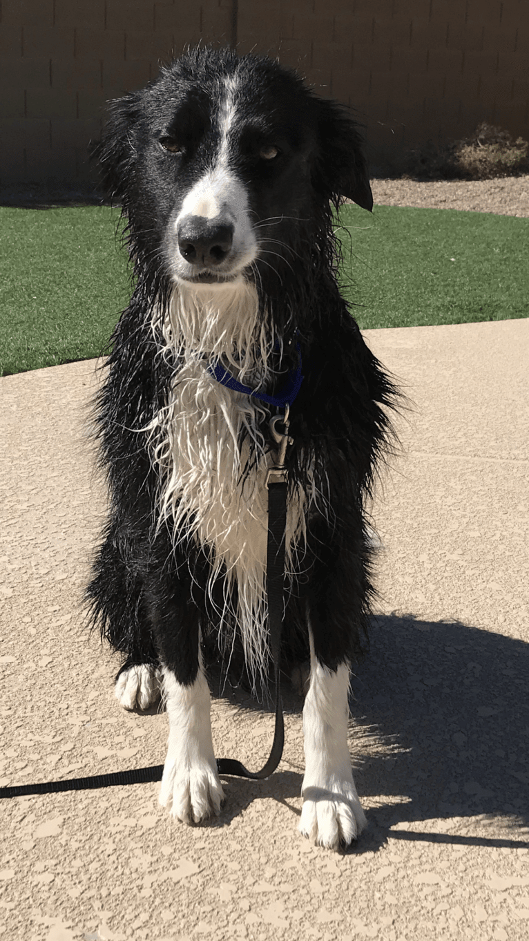 Tripp, an Australian Shepherd tested with EmbarkVet.com