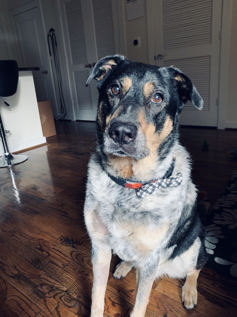 Aspen, an Australian Cattle Dog and Chow Chow mix tested with EmbarkVet.com