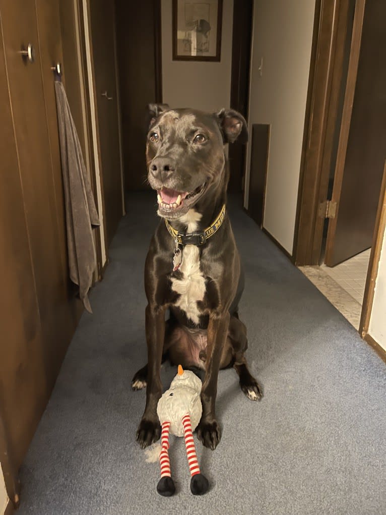 Axel, a Staffordshire Terrier and Rottweiler mix tested with EmbarkVet.com