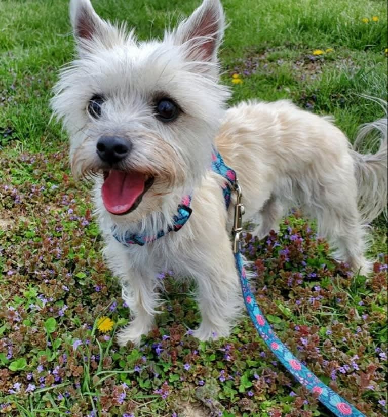 Willow, a Cairn Terrier and Maltese mix tested with EmbarkVet.com