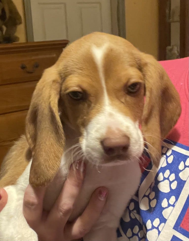 Frenkendog, a Beagle tested with EmbarkVet.com