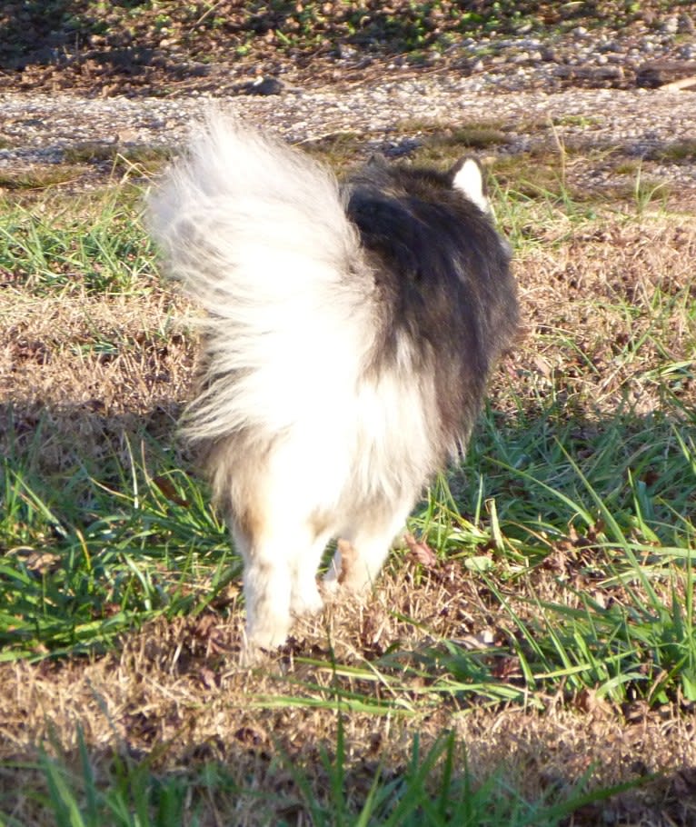 "NEO" NOVEL SIBERIAN'S SLEIGH RIDE, a Siberian Husky tested with EmbarkVet.com