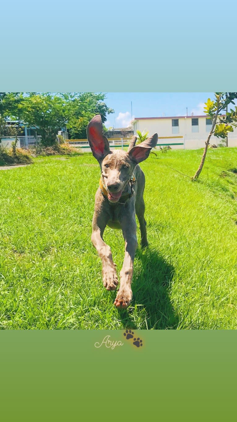 Arya the Weim, a Weimaraner tested with EmbarkVet.com