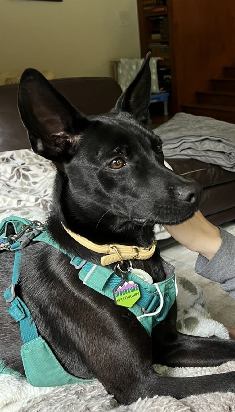 Willoughby, a Formosan Mountain Dog tested with EmbarkVet.com