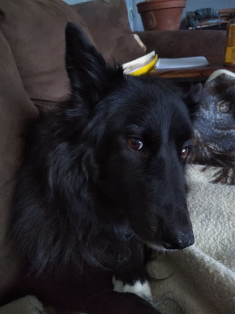 Kelly, a Border Collie and Canadian Eskimo Dog mix tested with EmbarkVet.com