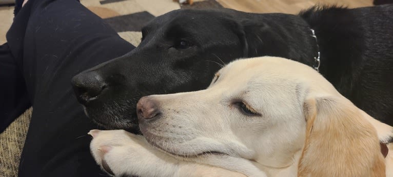 Tycho Brahe, the Space Cadet, a Beagle and Great Pyrenees mix tested with EmbarkVet.com