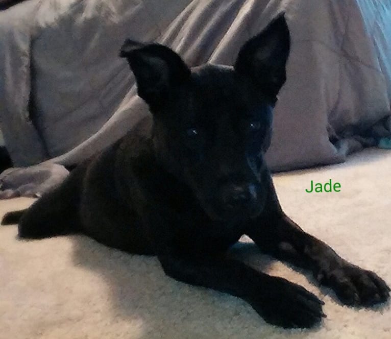 Jade, a Staffordshire Terrier and Chow Chow mix tested with EmbarkVet.com