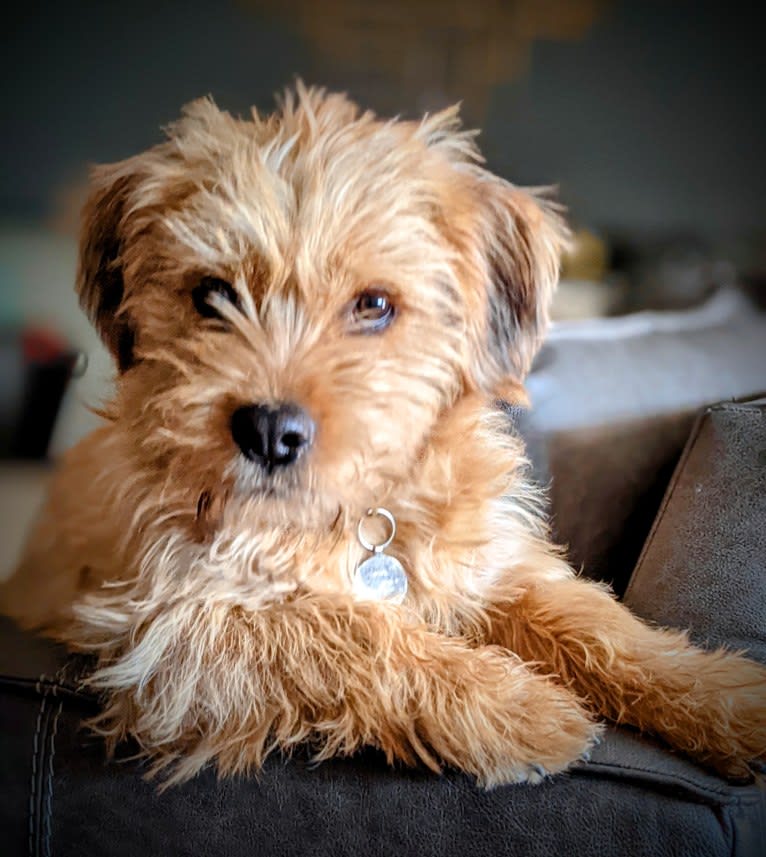 Simon LeBone, a Rottweiler and Shih Tzu mix tested with EmbarkVet.com