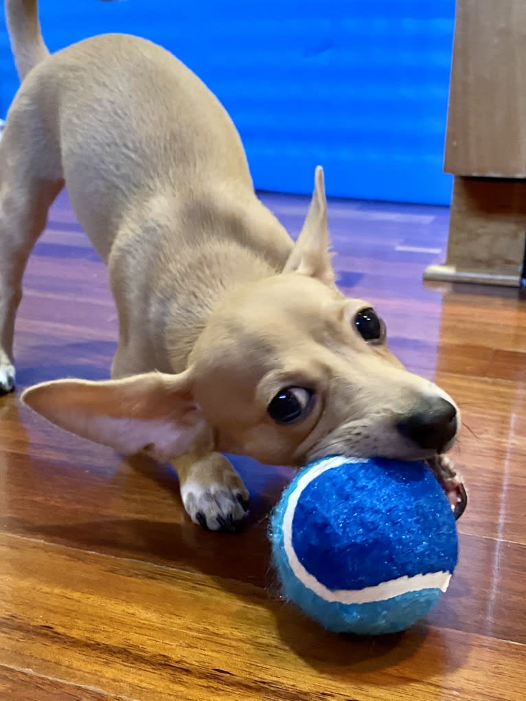 Oliver, a Chihuahua and Poodle (Small) mix tested with EmbarkVet.com