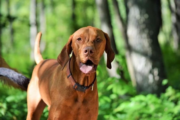 Deacon, a Vizsla tested with EmbarkVet.com