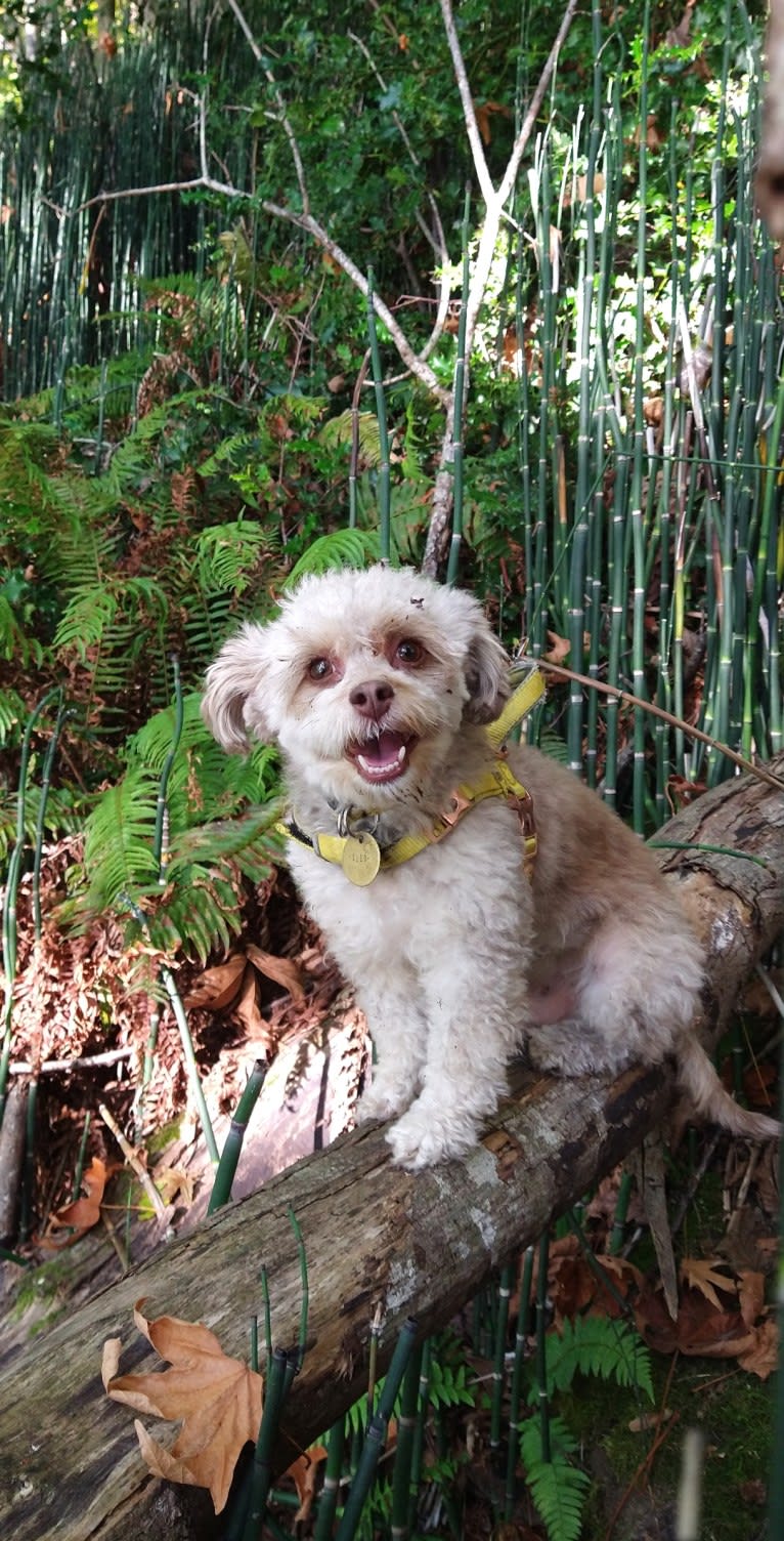 Cleo, a Poodle (Small) and Chihuahua mix tested with EmbarkVet.com