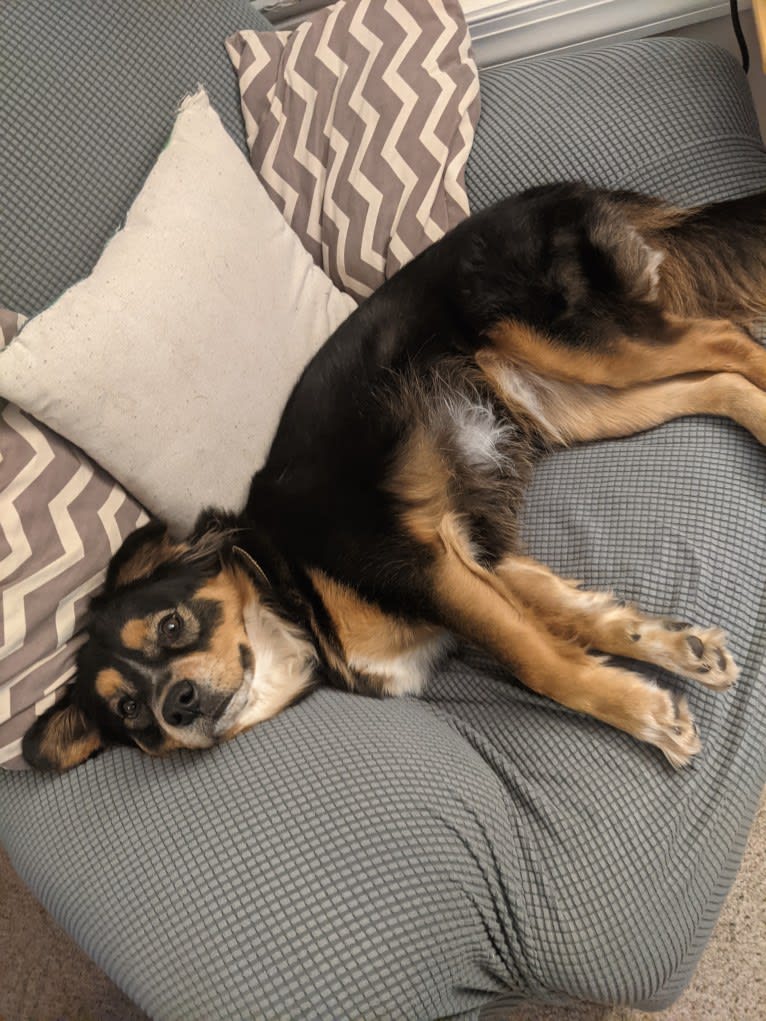 Felicia, a Chow Chow and Doberman Pinscher mix tested with EmbarkVet.com