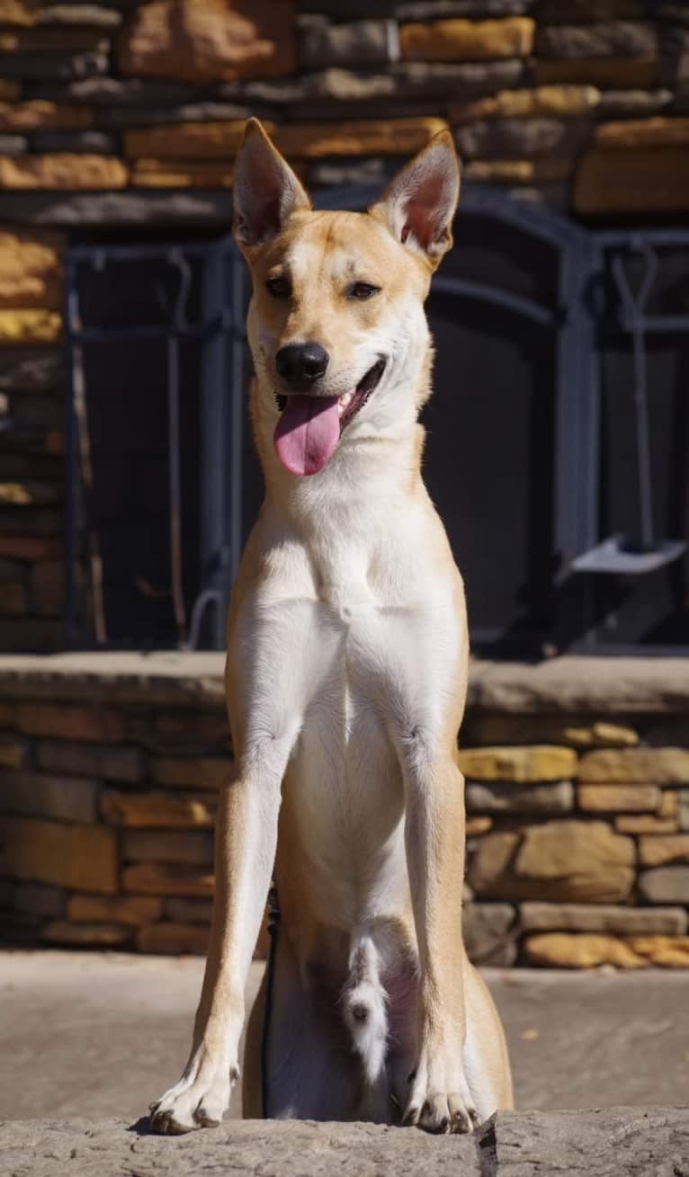 Bones, a Carolina Dog tested with EmbarkVet.com