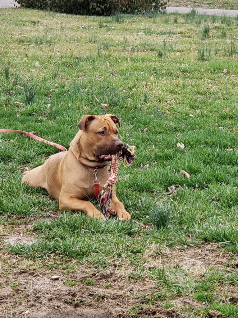 Ruckus, an American Pit Bull Terrier and Labrador Retriever mix tested with EmbarkVet.com