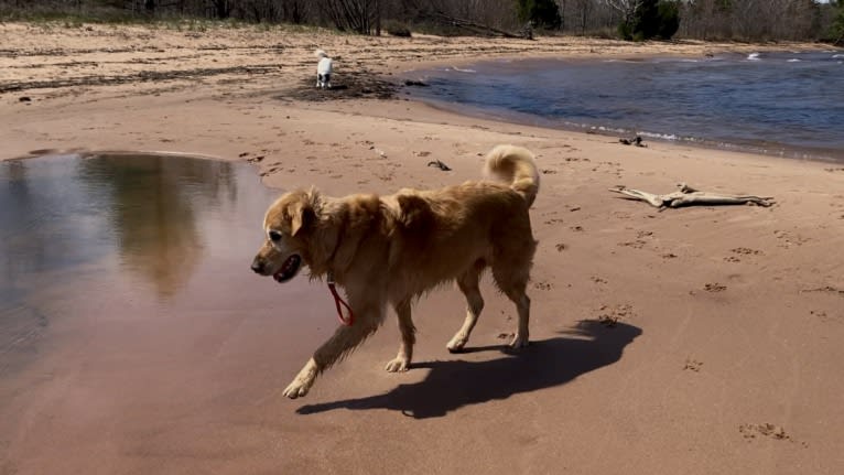 Timber “Gross Manor’s I’ll Be The One You Won’t Forget”, a Golden Retriever tested with EmbarkVet.com